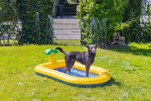 Immagine prodotto Beeztees Palmiro (Piscina per cani)