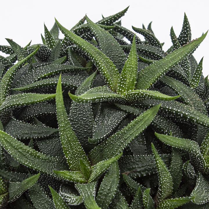 Produktbild Kakteen Gautschi Haworthia enon (15 cm)