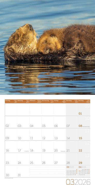 Image du produit Otter Kalender 2026 - 30x30 (30 x 30 cm, Couverture rigide, Allemand, Français, Italien, Anglais)