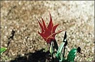 Actual product image Cokin A068 Ring filter red (67 mm, Colour filters)