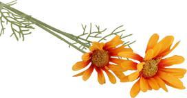 Productafbeelding Kunstblume „Gänseblümchen” O Seide 56 Cm (96863-5) (56 cm)