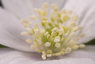 Image du produit Venus Optic Focale fixe 100 mm F2.8 2x Ultra Macro APO (Canon EF, Plein format)