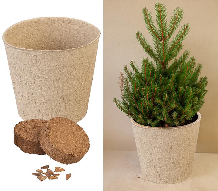 Produktbild Royal Gardineer Weihnachtsbaum-Anzucht-Set inklusive 10 Nordmanntannen-Samen