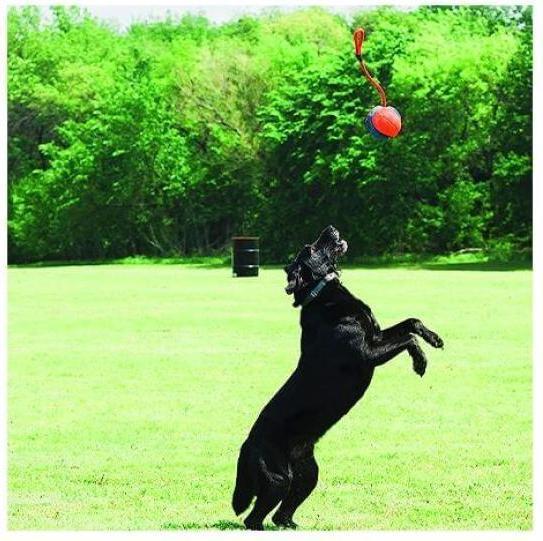 Immagine prodotto Chuckit! Giocattoli per cani (Palla giocattolo per cani)