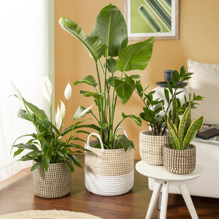 Produktbild Scheurich Seagrass 32, Korbgefäss/Korb-Pflanzgefäss/Korbtopf aus Seagrass Farbe: White, 32 cm Durchme (32 cm)