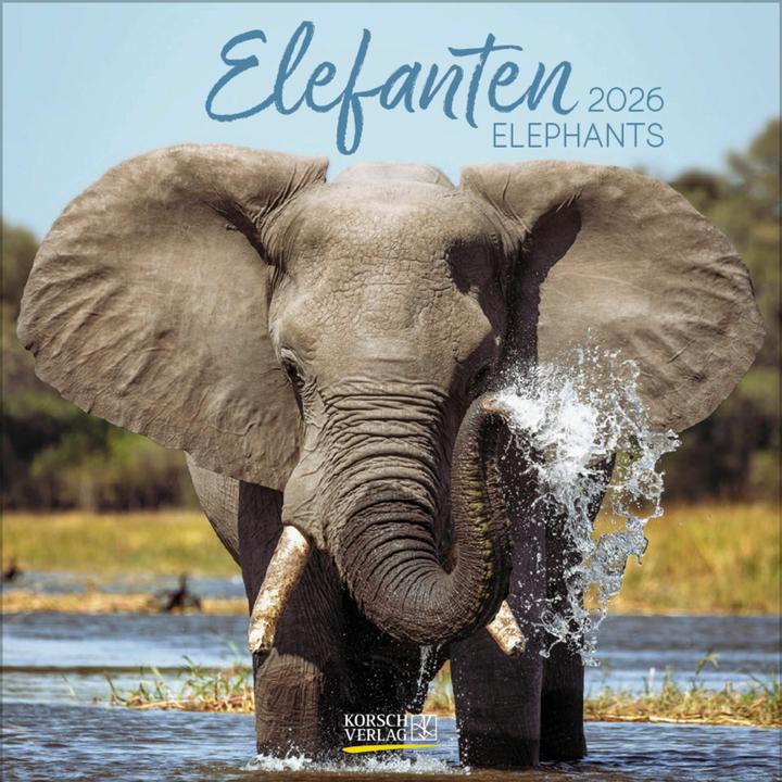 Image du produit Elefanten2026 (30 x 30 cm)