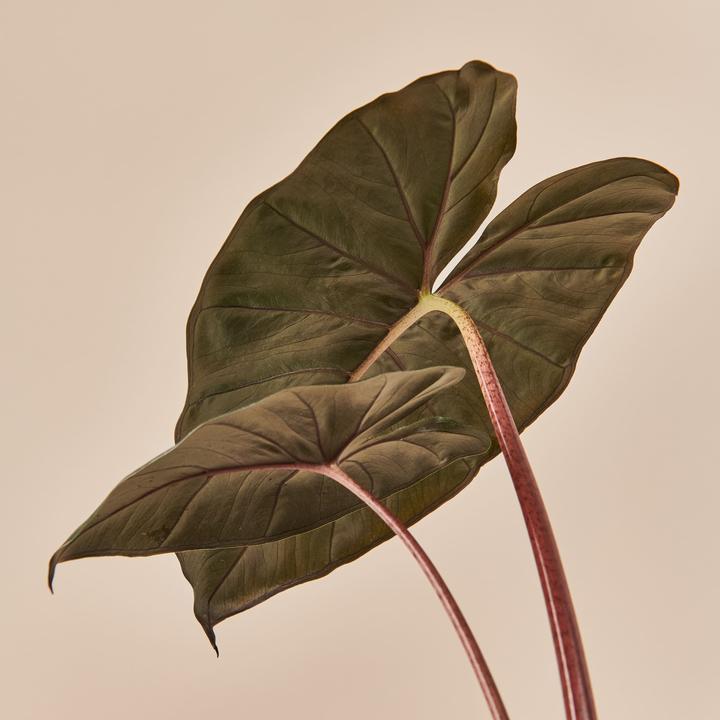 Produktbild Mary and Plants Alocasia Yucatan Princess (70 cm)
