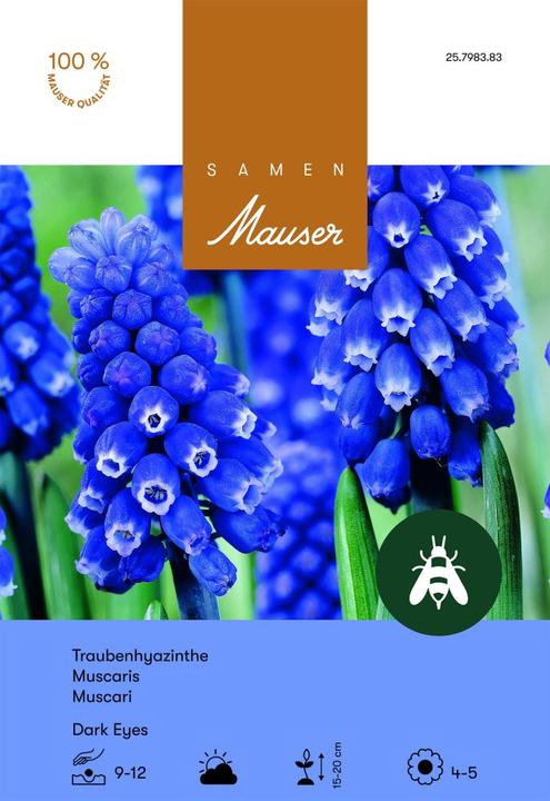 Produktbild Samen Mauser Aucheriana Dark Eyes (Blumensamen)