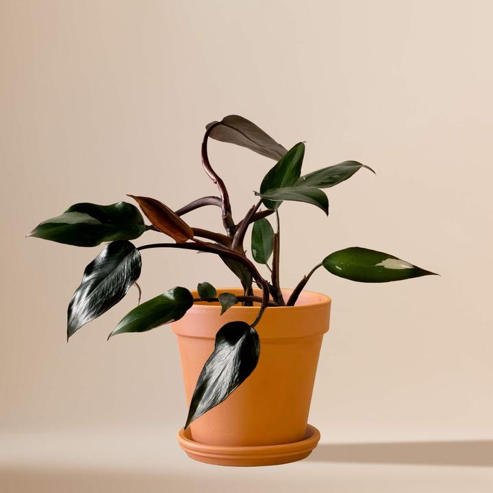 Produktbild Mary and Plants Philodendron Pink Princess (30 cm)