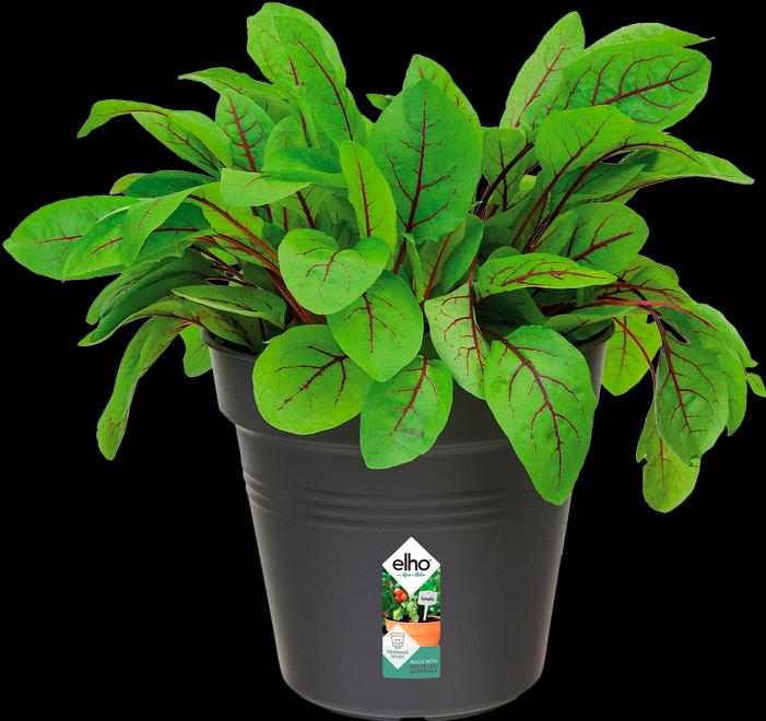 Actual product image Elho green basics (13 cm)