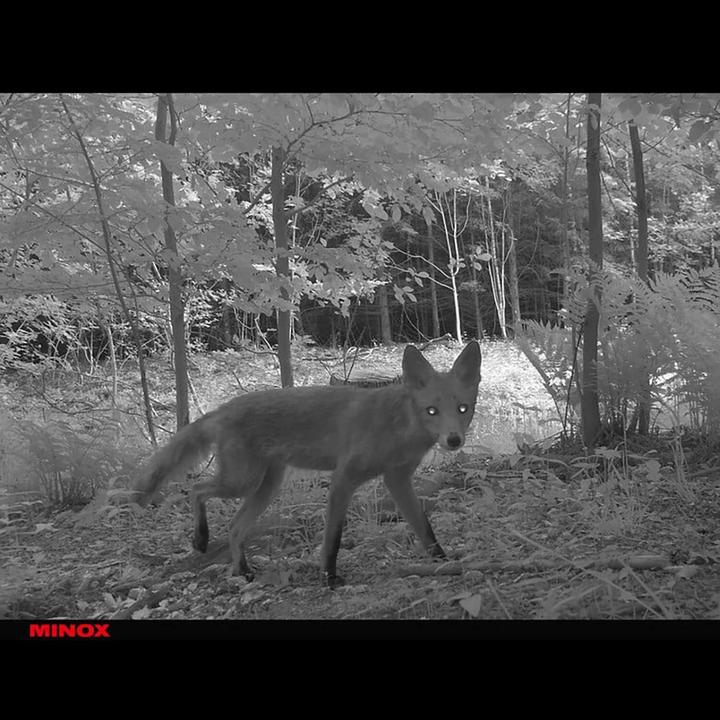 Produktbild Minox DTC 1200 Wildkamera