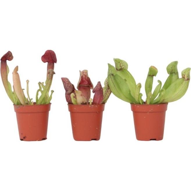 Plant in a Box, Pflanzen, Sarracenia purpurea - (10 cm)