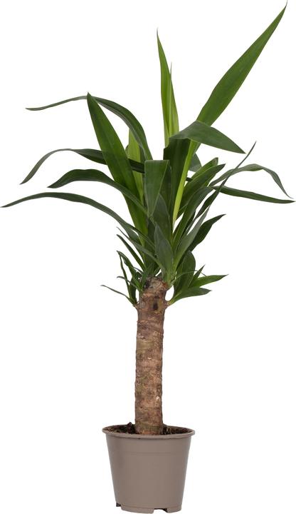 Actual product image Plant in a Box Yucca elephantipes - (50 cm)