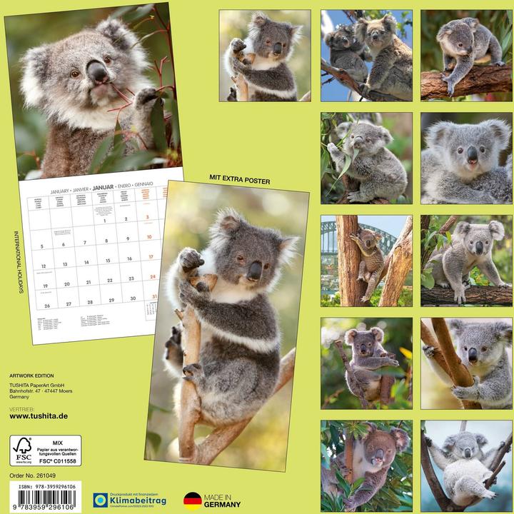 Produktbild Koalas 2026 (30 x 30 cm)