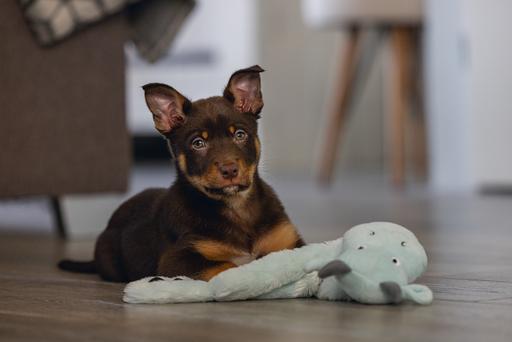 Produktbild Beeztees Puppy Flatino Drache Yi (Plüschspielzeug Hund)