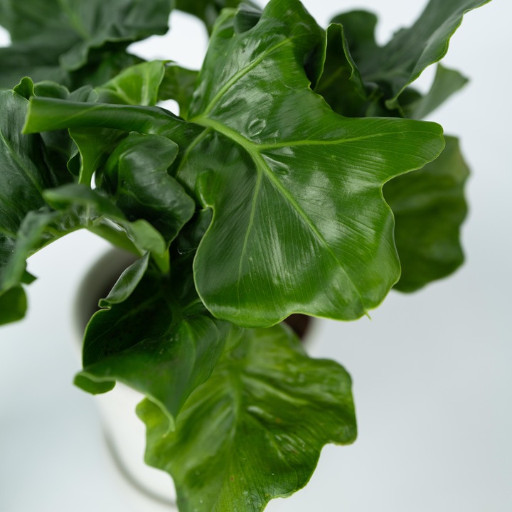 Produktbild Plant in a Box Philodendron bipinnatifidum 'Atom' - 2er Set Fiederspaltiger Baumfreund (30 cm)