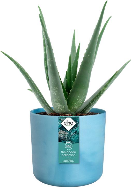 Produktbild Elho The Ocean Collection (14 x 13 cm)