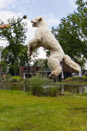 Actual product image Beeztees Fetch Ball Launcher (Ball toy dog)