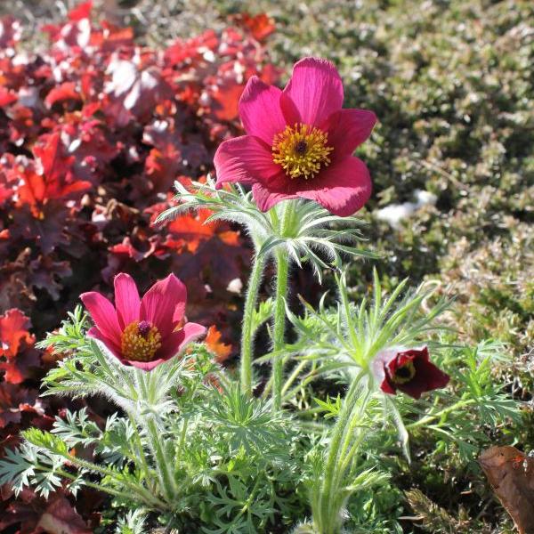 Actual product image Säntispracht Set of 3, The protected pasque flower - Pulsatilla vulgaris Red Shades