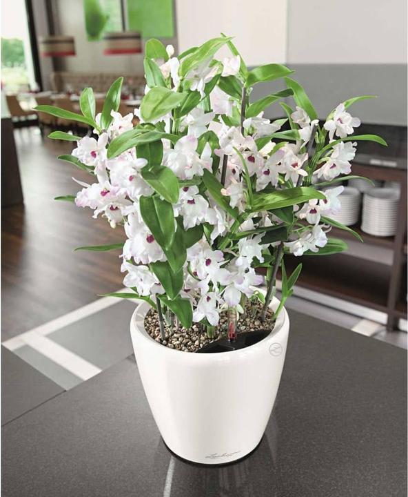 Actual product image Lechuza Classico (36 cm)