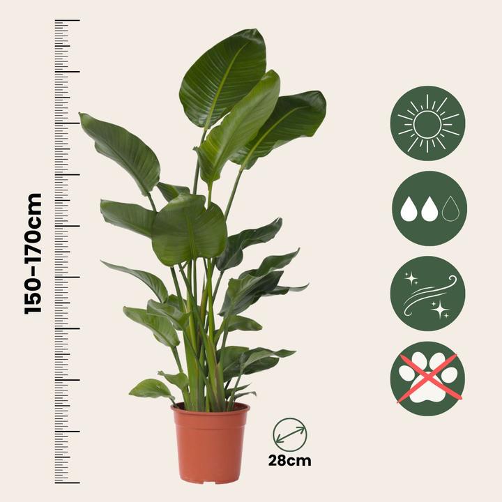 Actual product image Plant in a Box Strelitzia Nicolai - Bird of Paradise Flower (155 cm)