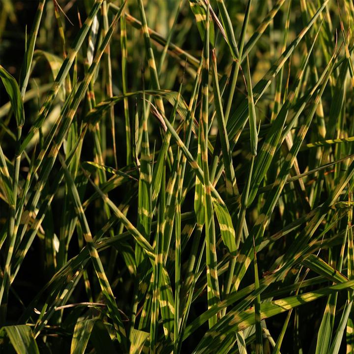 Actual product image Plant in a Box Miscanthus sinensis 'Zebrinus' - Ornamental grass (20 cm)