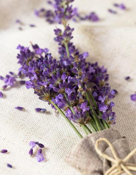 Actual product image Click and Grow Lavender (Herb seeds)