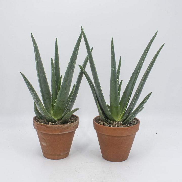 Mary and Plants Aloe Tiki Tahi - kaufen bei Galaxus - Galaxus