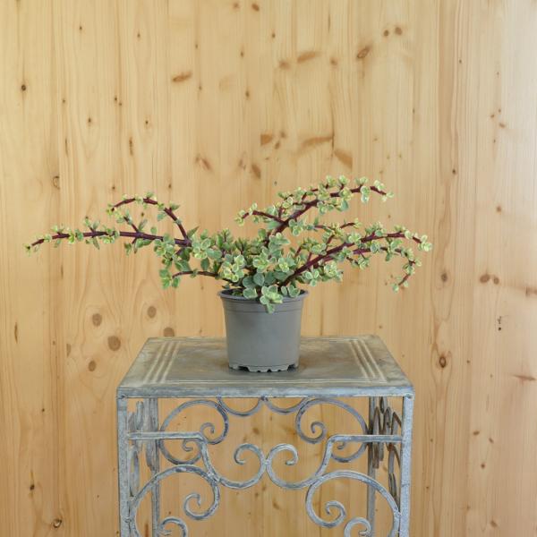 Actual product image Säntispracht The variegated bacon tree - Portulacaria afra Variegata (80 cm)