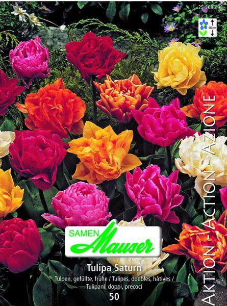 Produktbild Samen Mauser Tulpe Saturn Aktion (Blumensamen)