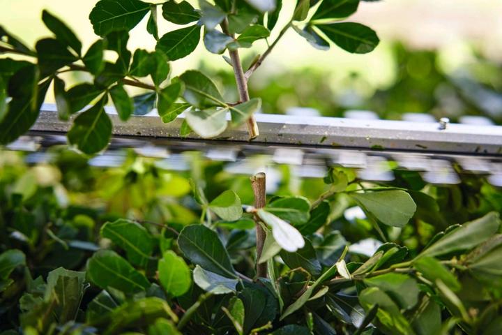 Actual product image Stihl Cordless hedge trimmer HSA 40 set with 2 x battery AS 2 and charger AL 1 (Cordless hedgecutters)