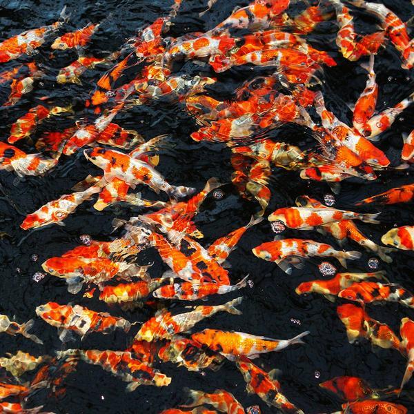 Actual product image JBL Aquaristik und Terraristik ProPond Autumn S (Koi)