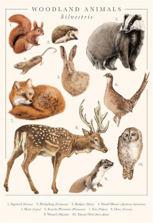 Actual product image Tall Boy Prints Forest animals