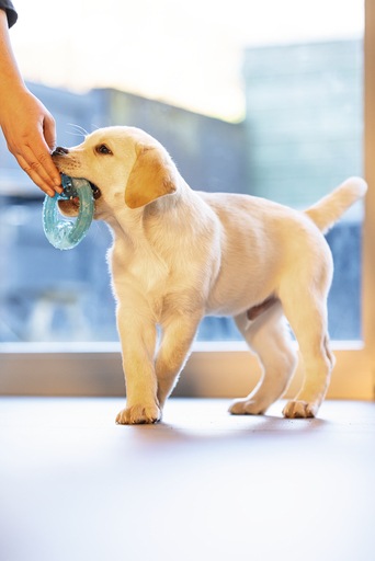 Actual product image Beeztees Cooling bitebite ring (Puppy Toy)