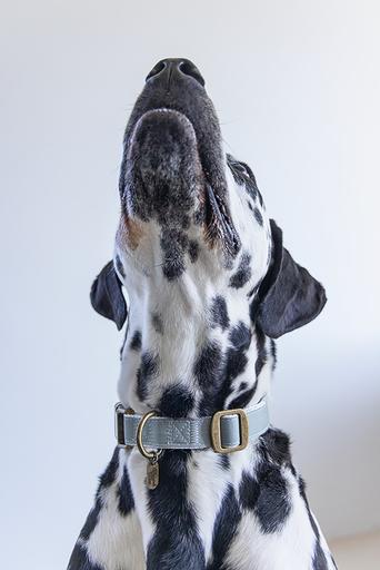 Produktbild Designed by Lotte Virante (XL, Hund, Spazieren)