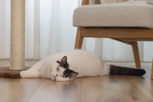 Image du produit Beeztees Bz Arbre à Chat Gina XL Brun 40x (90 cm, Marron)