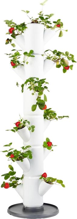 Actual product image Gusta Garden Sissi Strawberry (27 cm)