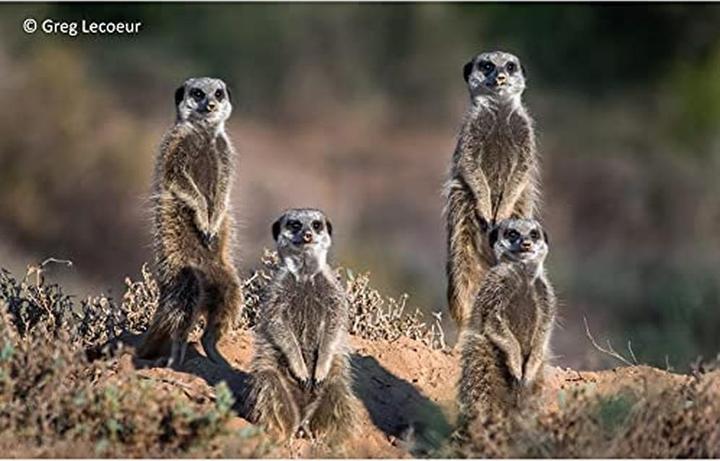 Actual product image Panasonic Lumix G X Vario 45-175mm f/4.0-5.6 PZ (Micro Four Thirds, Micro Four Thirds)