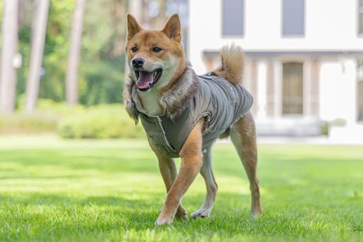 Actual product image Designed by Lotte Dog coat Philos (XXXL, Dog coat)