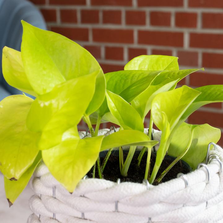 Produktbild Flowerbox Efeutute - Epipremnum pinnatum 'Golden Pothos' (15 cm)
