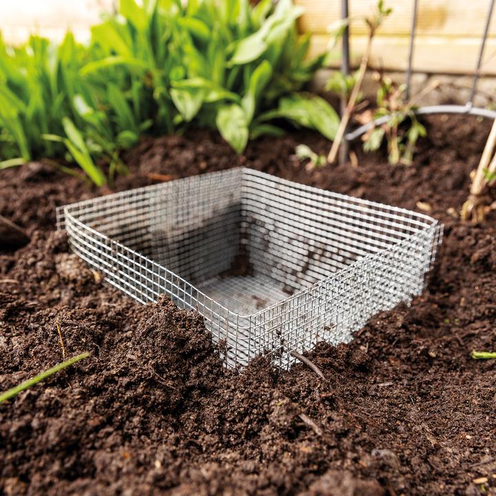 Produktbild Bellissa Blumenzweibel Gamaschen 15 (5er Set)