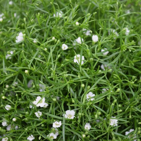 Image du produit Säntispracht La gypsophile des murailles en pot - Gypsophila muralis Gipsy Pink (25 cm)