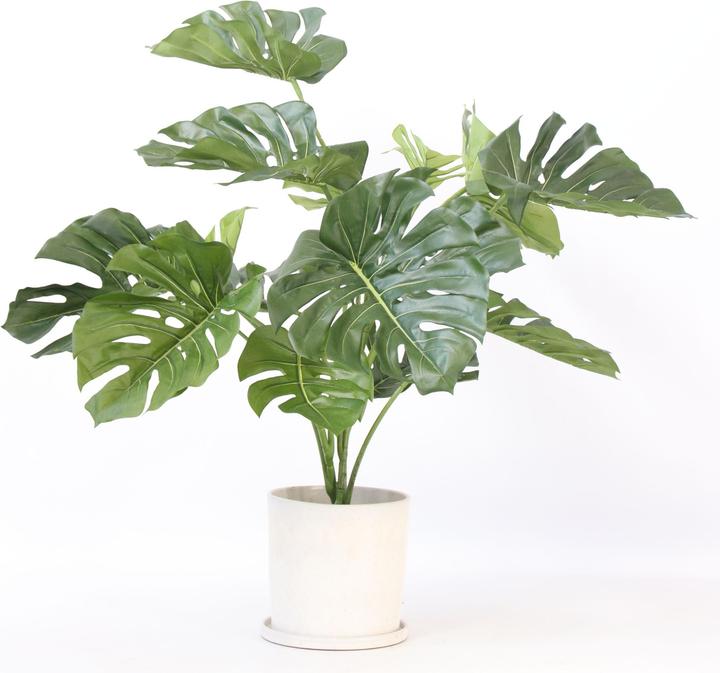 Immagine prodotto Plant in a Box Monstera - (85 cm)