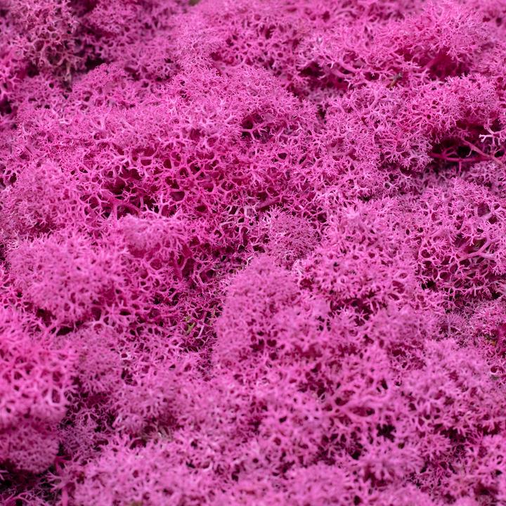 Actual product image Flowerbox Iceland moss