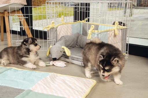 Immagine prodotto Beeztees Doggy (Giochi per cuccioli)