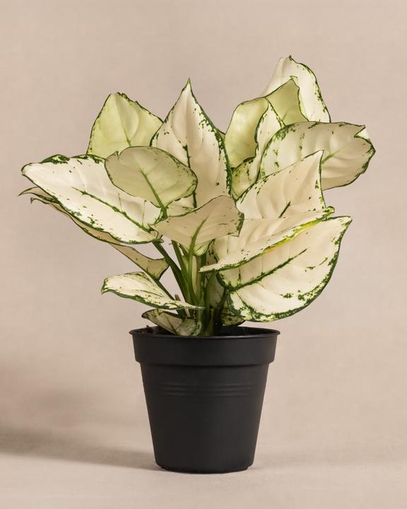 feey Aglaonema kiwi (35 cm, Appena rinvasata)
