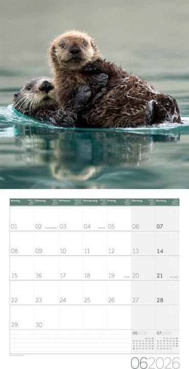 Image du produit Otter Kalender 2026 - 30x30 (30 x 30 cm, Couverture rigide, Allemand, Français, Italien, Anglais)