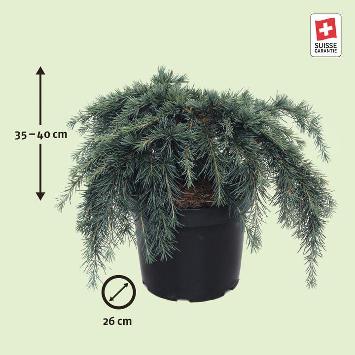 Image du produit Zulauf Zwerg-Himalaja-Zeder / Cedrus deo. 'Feelin' Blue' (40 cm)