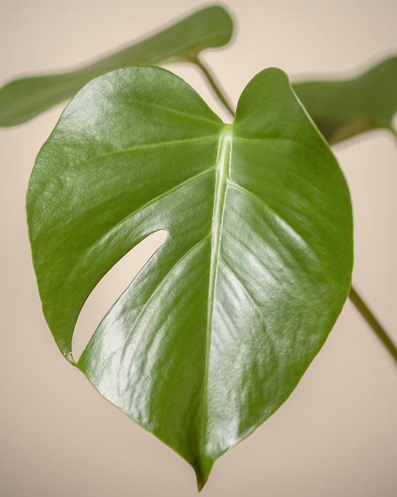 Actual product image feey Large Monstera (75 cm, Freshly repotted)