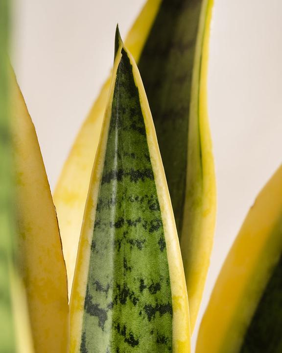 Immagine prodotto feey Grosse Schwiegermutterzunge (60 cm, Appena rinvasata)